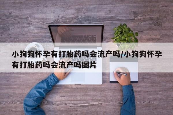 打胎药怎么购买小狗狗怀孕有打胎药吗会流产吗/小狗狗怀孕有打胎药吗会流产吗图片